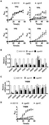 Coordinate regulation of methanol utilization pathway genes of Komagataella phaffii by transcription factors and chromatin modifiers